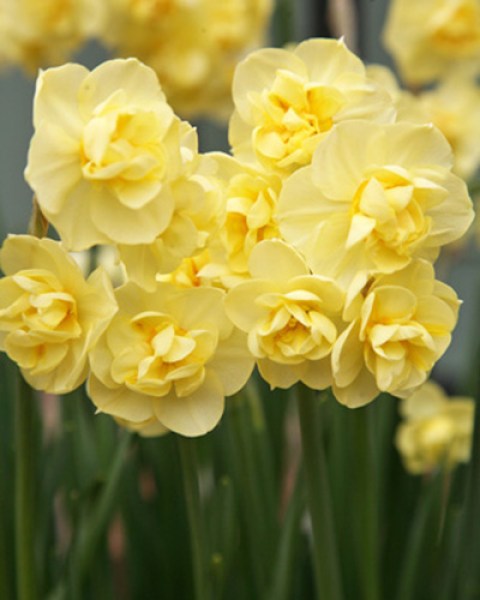 N.Ta. Yellow Cheerfulness